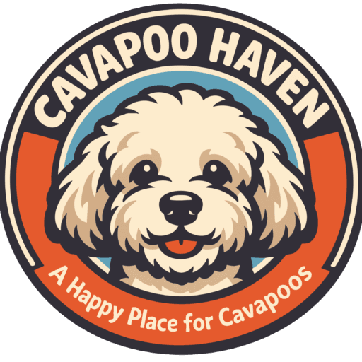 Cavapoo Haven