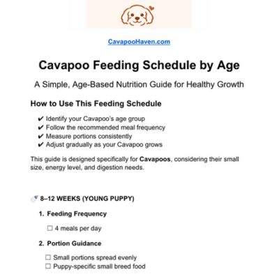 Cavapoo feeding schedule by age chart