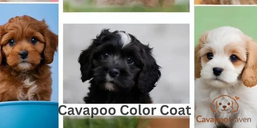 Cavapoo Color Coat
