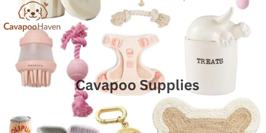 Cavapoo puppies supplies