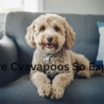 Why are cavapoos so expensive