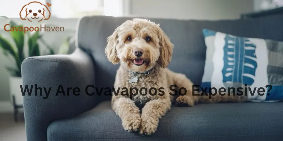 Why Are Cavapoos So Expensive? 13 Confidential Reasons To Know Buyers