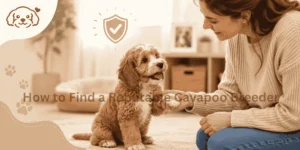 How to Find a Reputable Cavapoo Breeder: An Epic Buyer’s Guide 2026