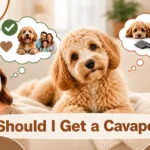 Should I Get a Cavapoo