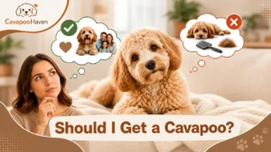 Should I Get a Cavapoo? 12 Pros, Cons & Hidden Costs