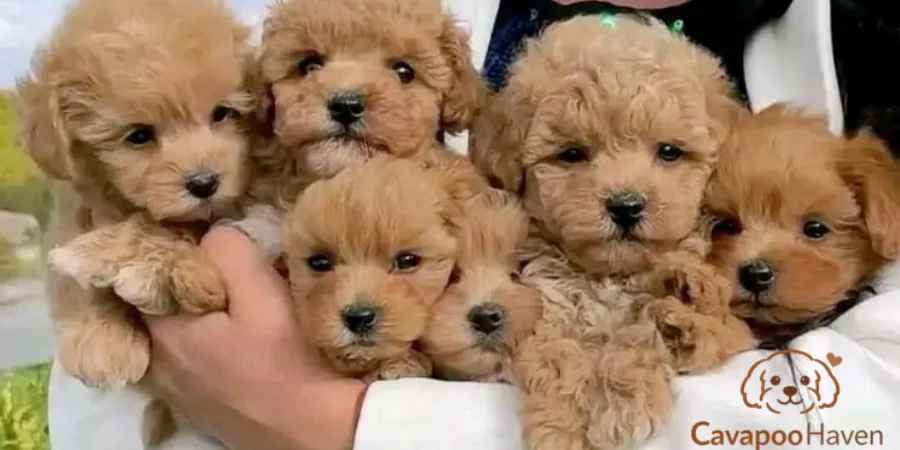 Cavapoo litter expectations