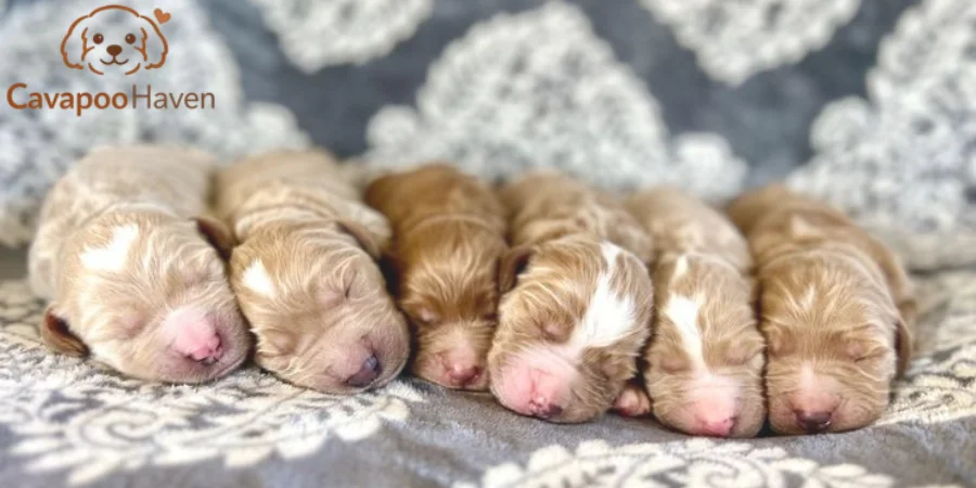 cavapoo litter