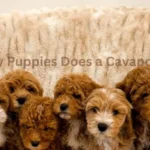 How Many Puppies Does a Cavapoo Have