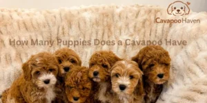 How Many Puppies Does a Cavapoo Have? Litter Size Guide